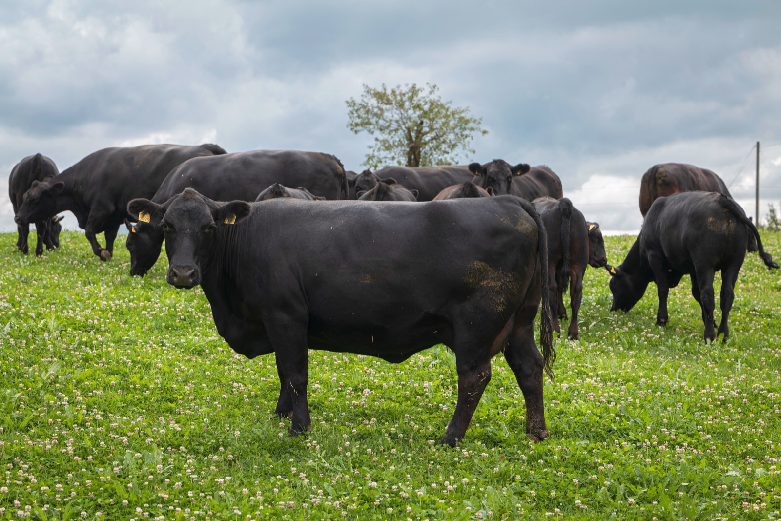 Black Angus cattle grazing on Uruguayan pampas